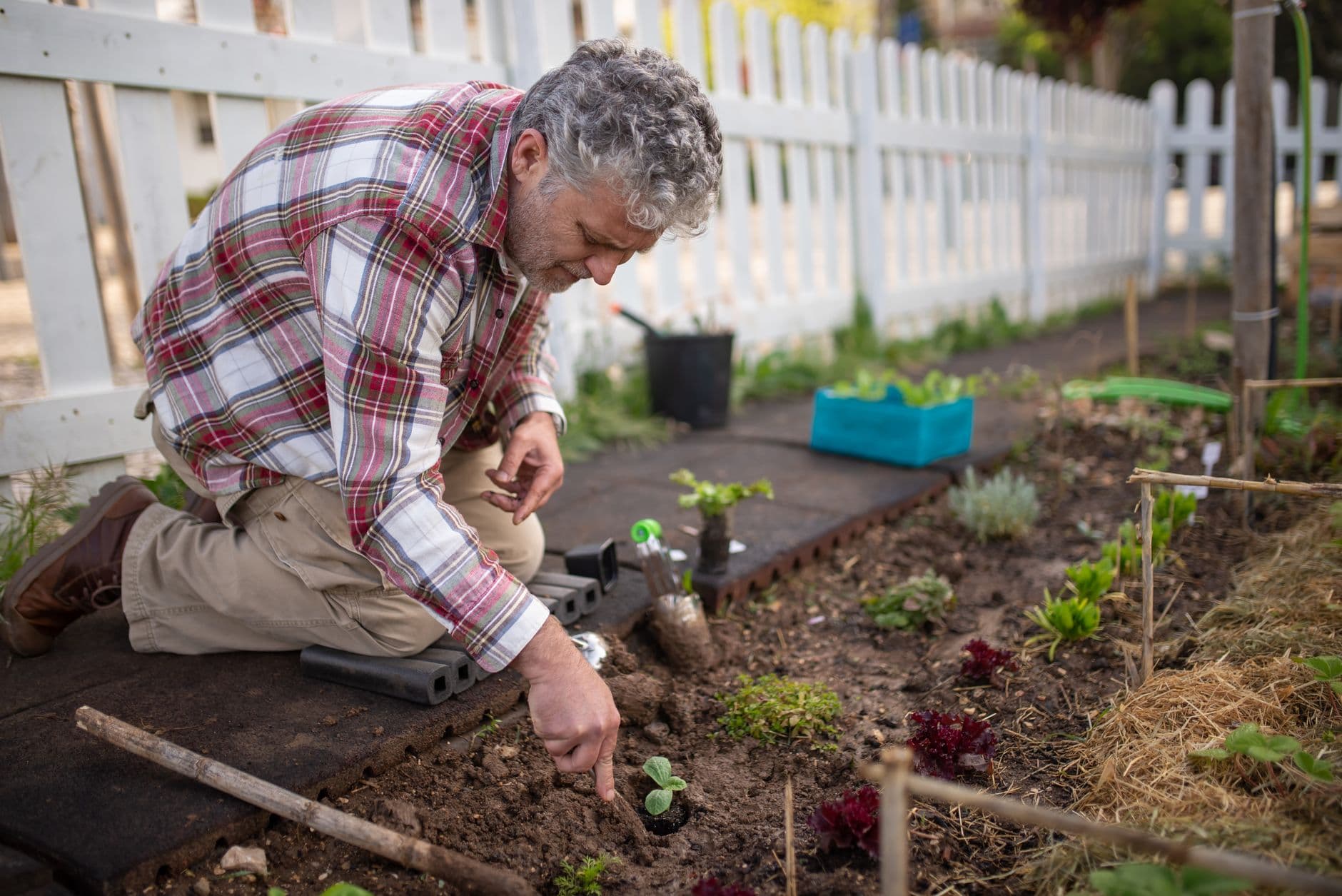 homem de cabelo grisalho ajoelhado plantando mudas num canteiro
